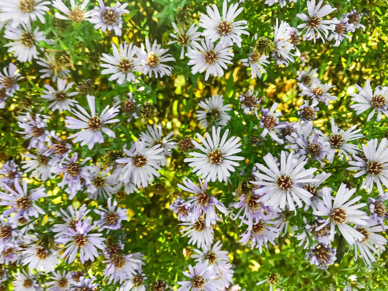 blommig bakgrund av lila blommor av höst aster. foto