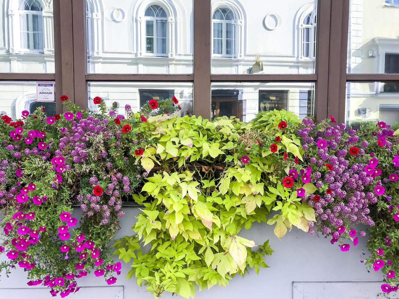 fasader och fönster på byggnader dekorerade med blommor. foto