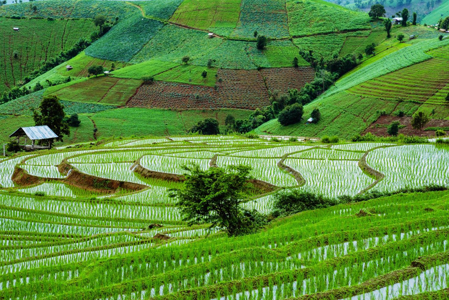 resor regnperiod landskap av ris terrasser på ban papongpieng chiangmai thailand foto