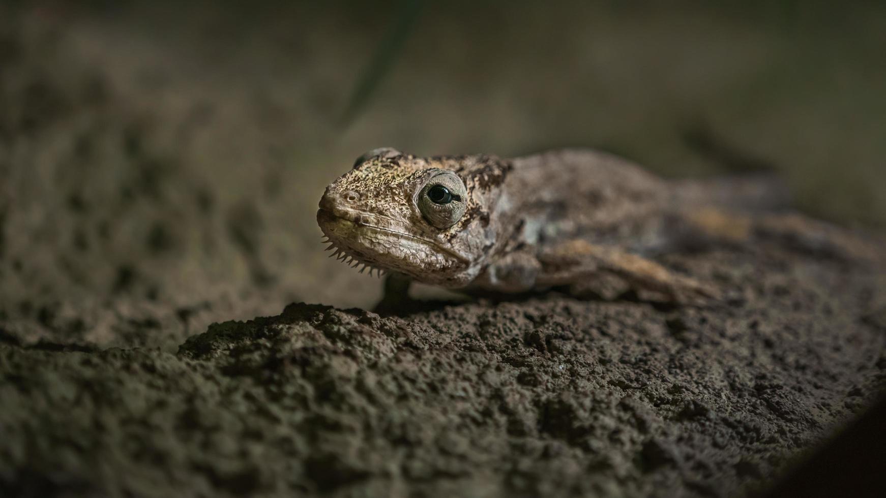 anolis i terrarium foto