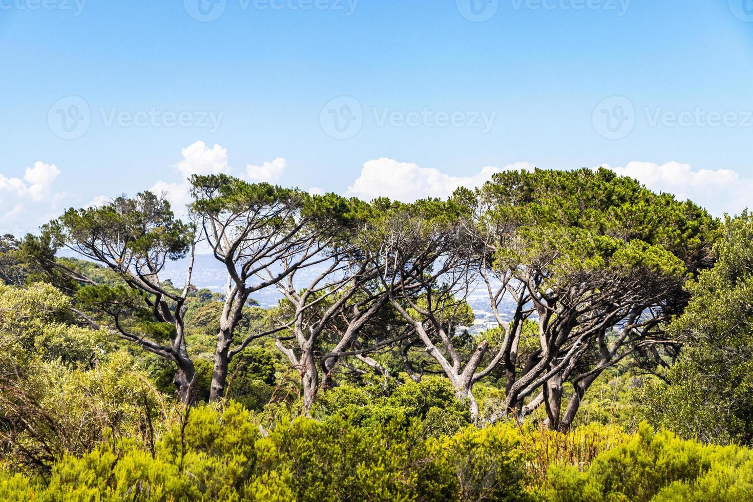 enorma sydafrikanska träd i Kirstenbosch botaniska trädgård, Kapstaden. foto