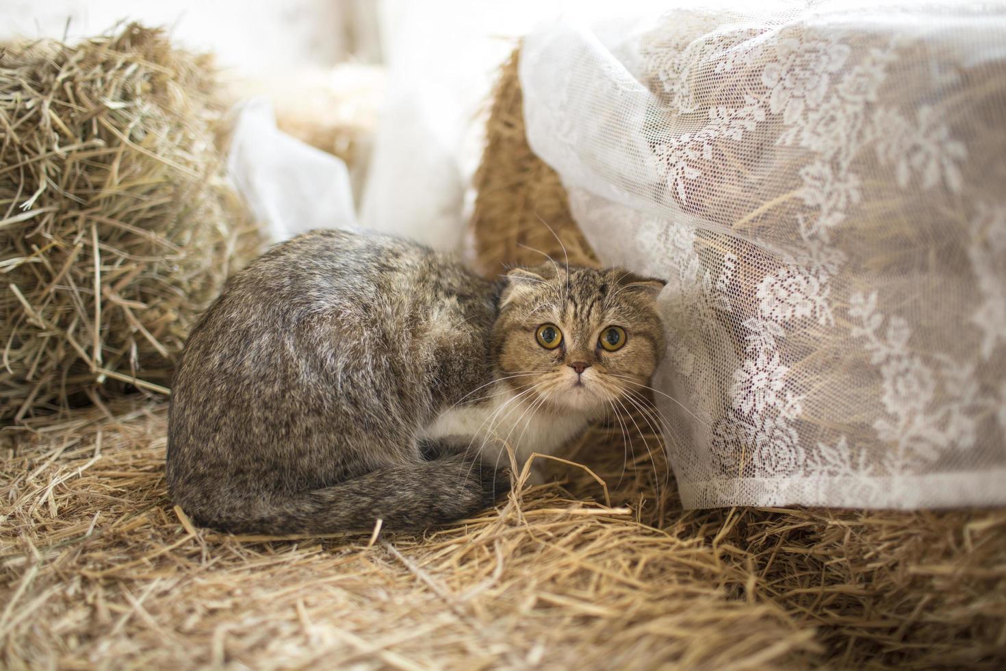 söt katt liggande på golvet foto