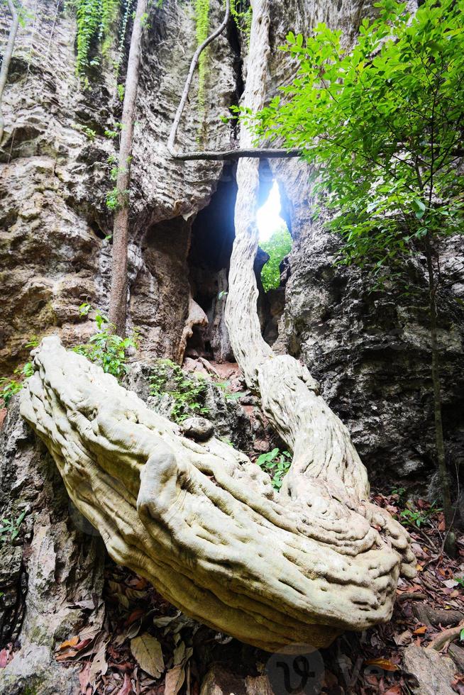 vacker vinskog - grön växt som växer på klippan med träd, gammal stennatur i den asiatiska tropiska skogen och grottrankor foto