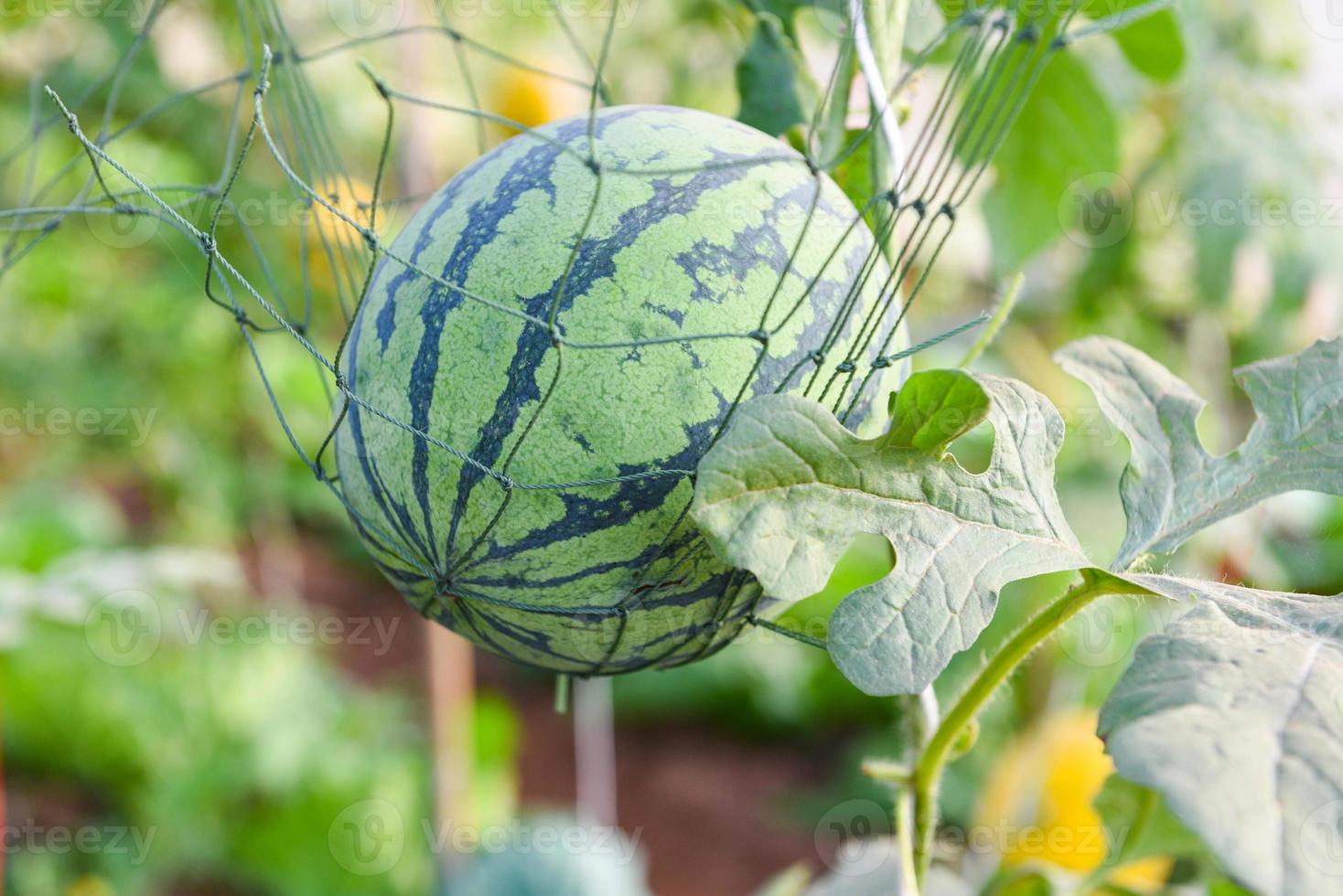 vattenmelon växer i trädgården, grön vattenmelon gård ekologisk i växthus. foto