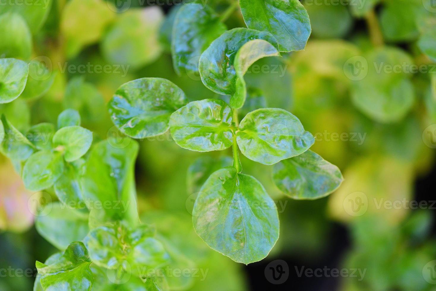 vattenkrasse växer i grönsaksträdgården växt gröna blad färsk vattenkrasse sallad och ört foto