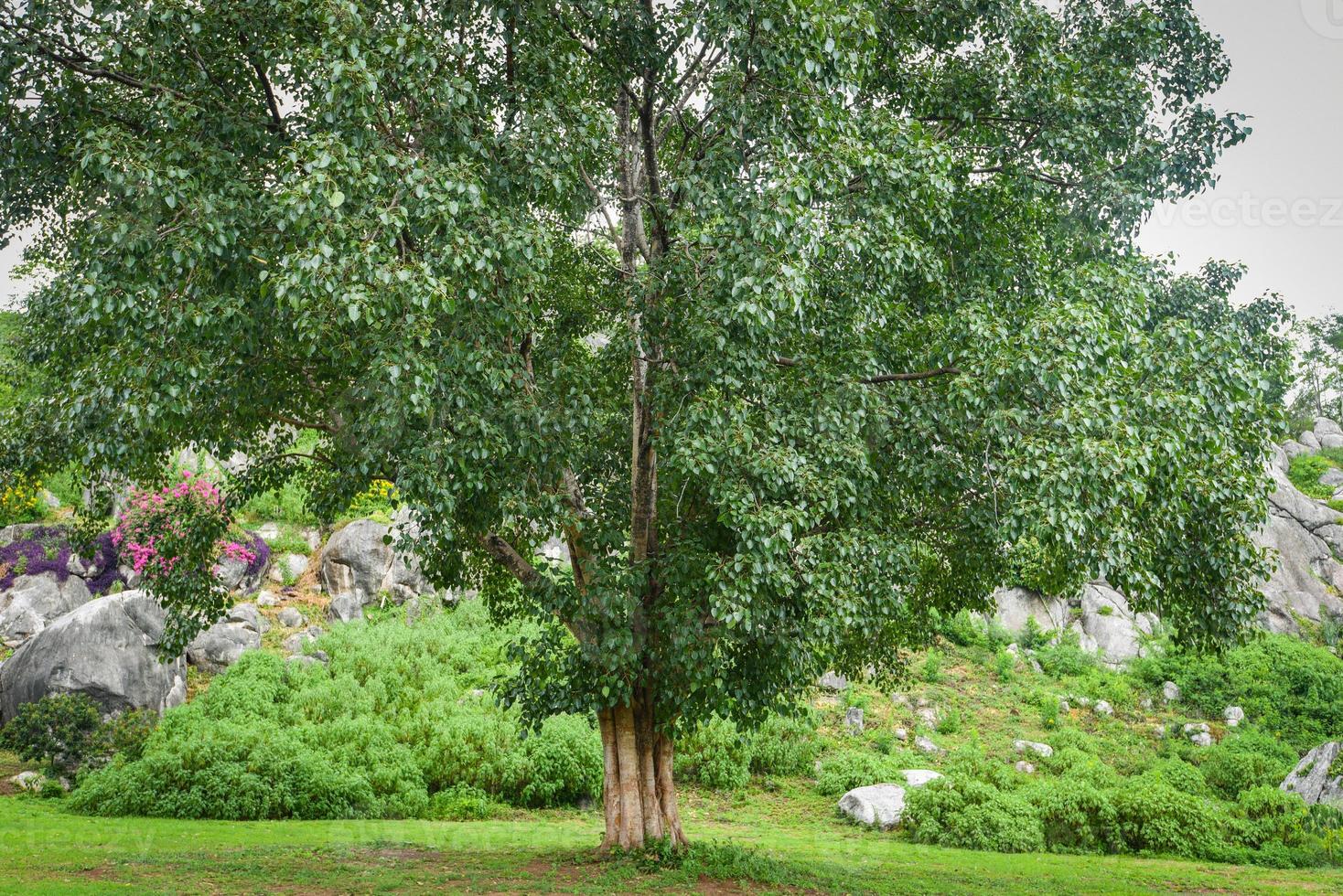 bodhiträd och grönt bodhiblad med solljus vid templet thailand - buddhismens träd foto