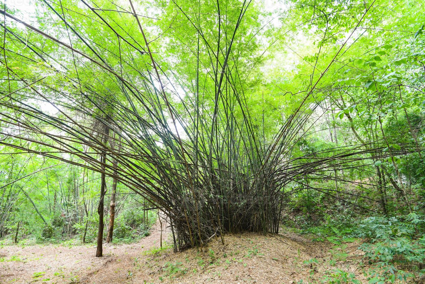 bambuträd i bambuskogen - asiatisk tropisk skog foto