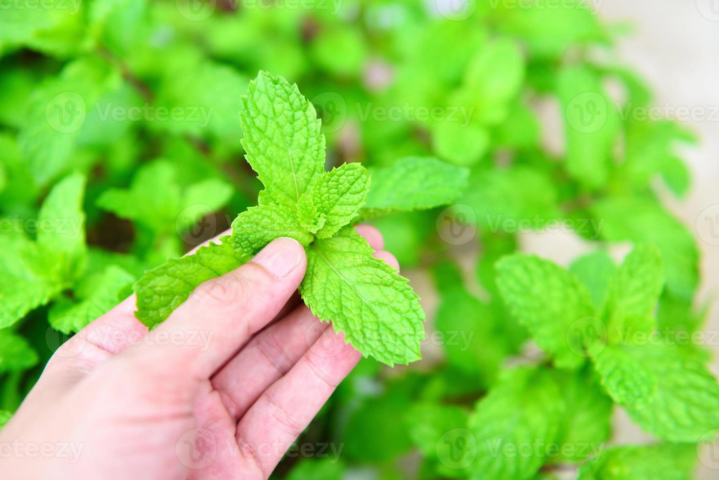 färska mynta blad i handen i en natur gröna örter eller grönsaker mat - pepparmynta blad i trädgården bakgrunden foto