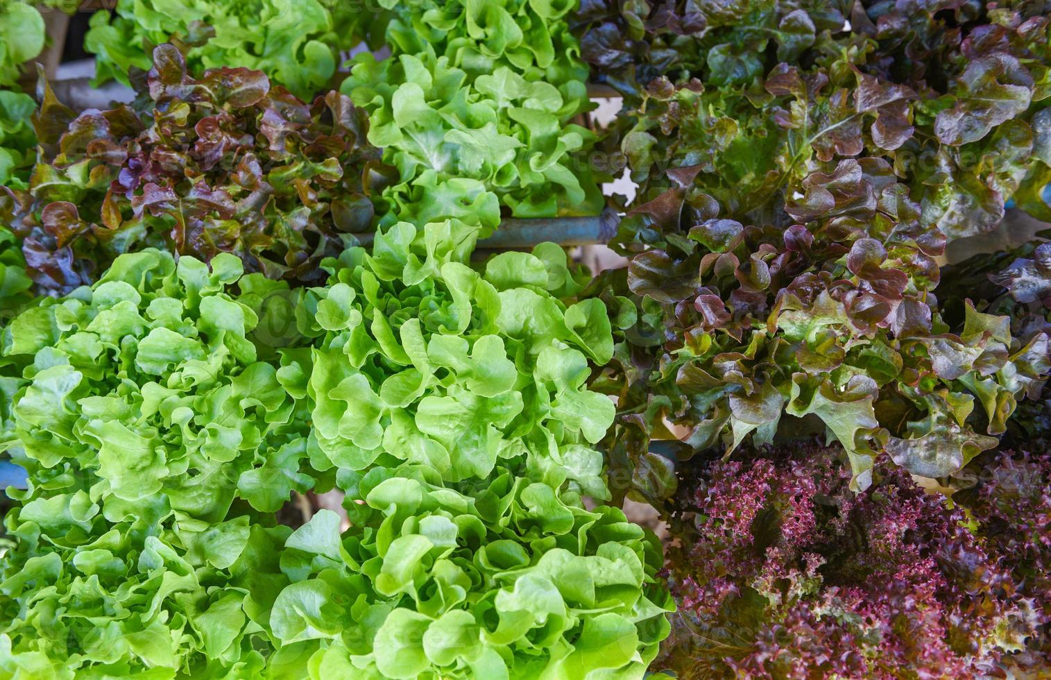 hydroponisk sallad växer i trädgård hydroponisk gård sallad sallad ekologisk för hälsokost, växthusgrönsak på vattenrör med grön ek och röd ek. foto