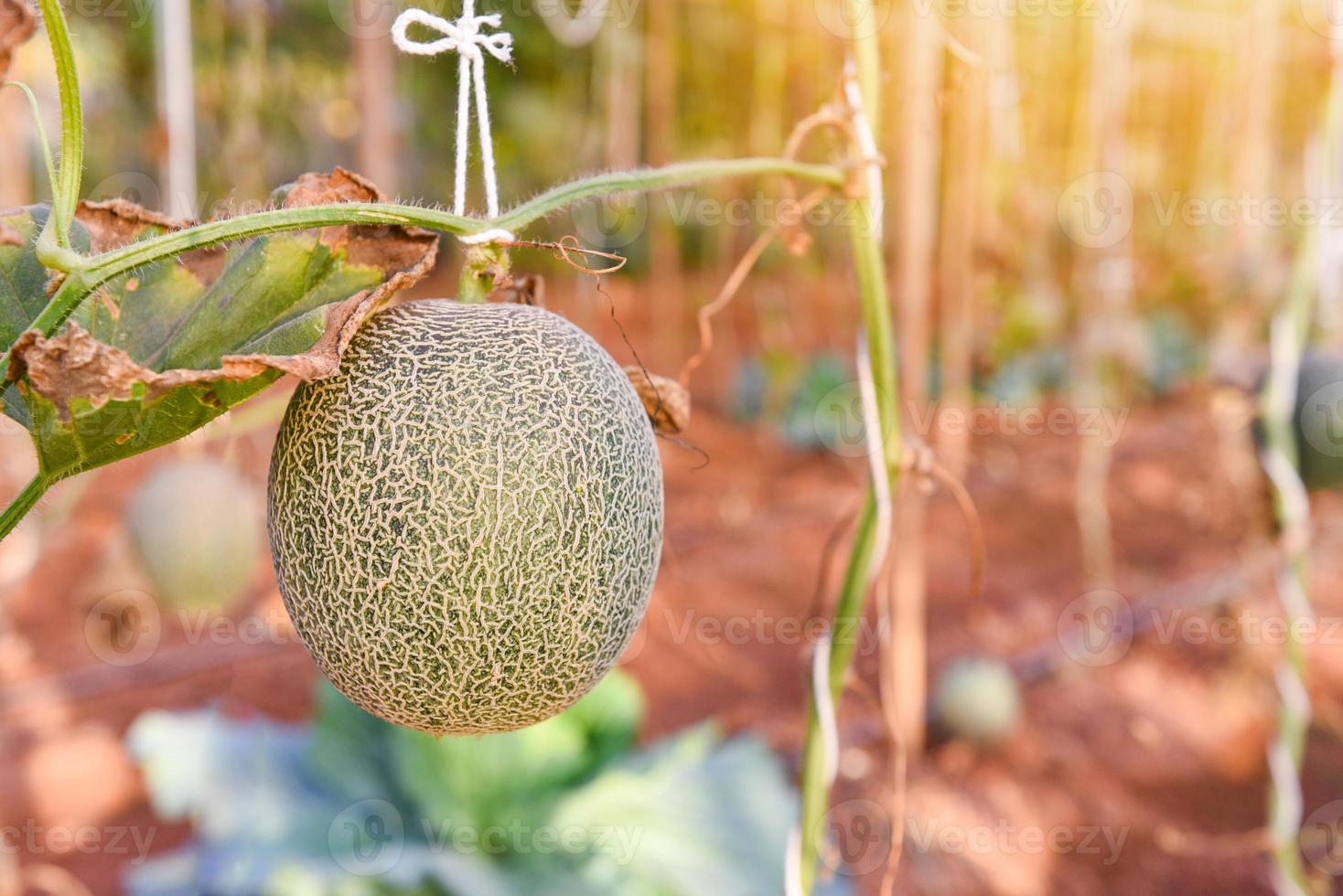 cantaloup melon växer i trädgården, grön melon gård ekologisk i växthus. foto