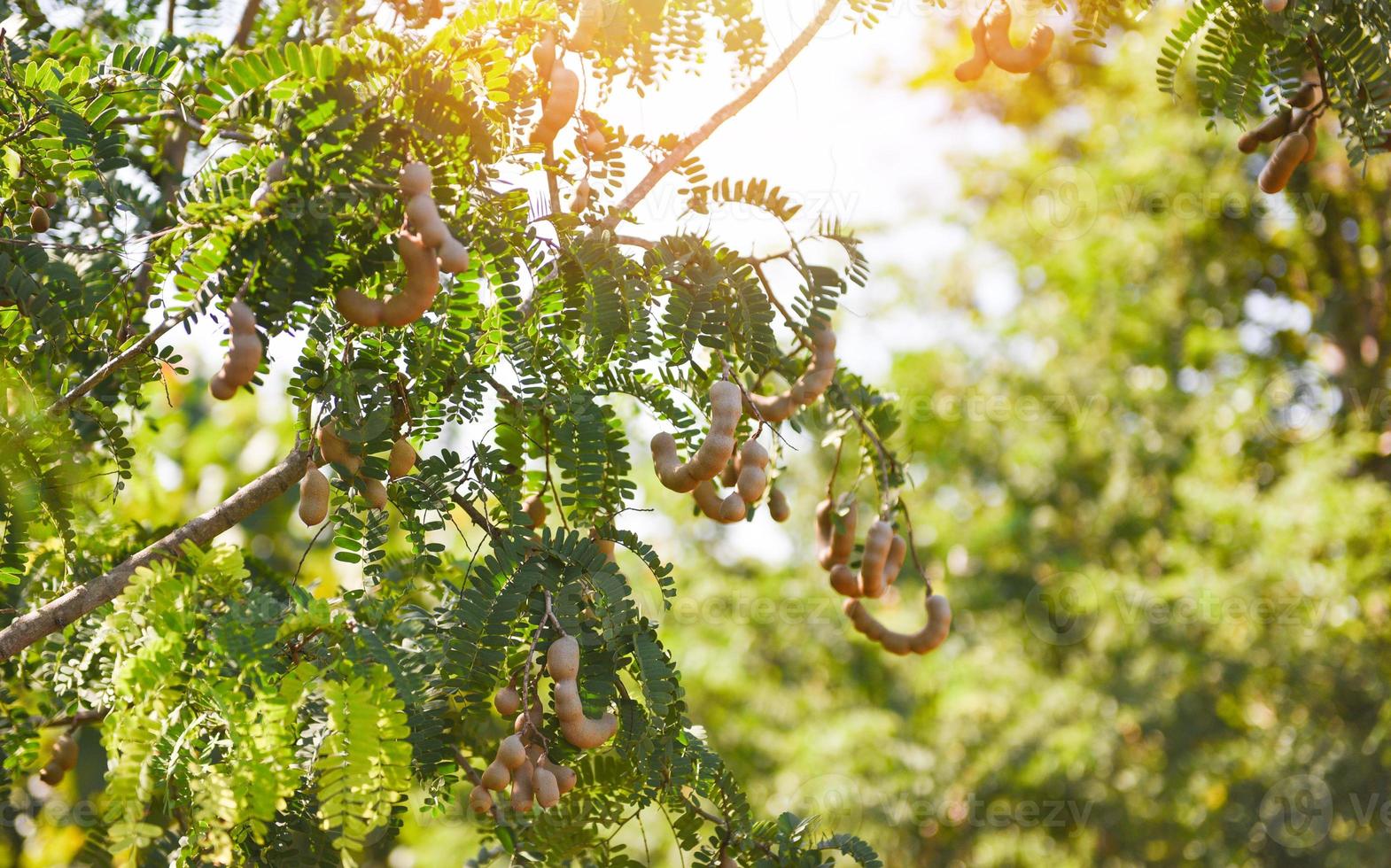 tamarind träd, mogen tamarind frukt på träd med löv i sommar bakgrund, tamarind plantage jordbruksgård fruktträdgård tropisk trädgård foto