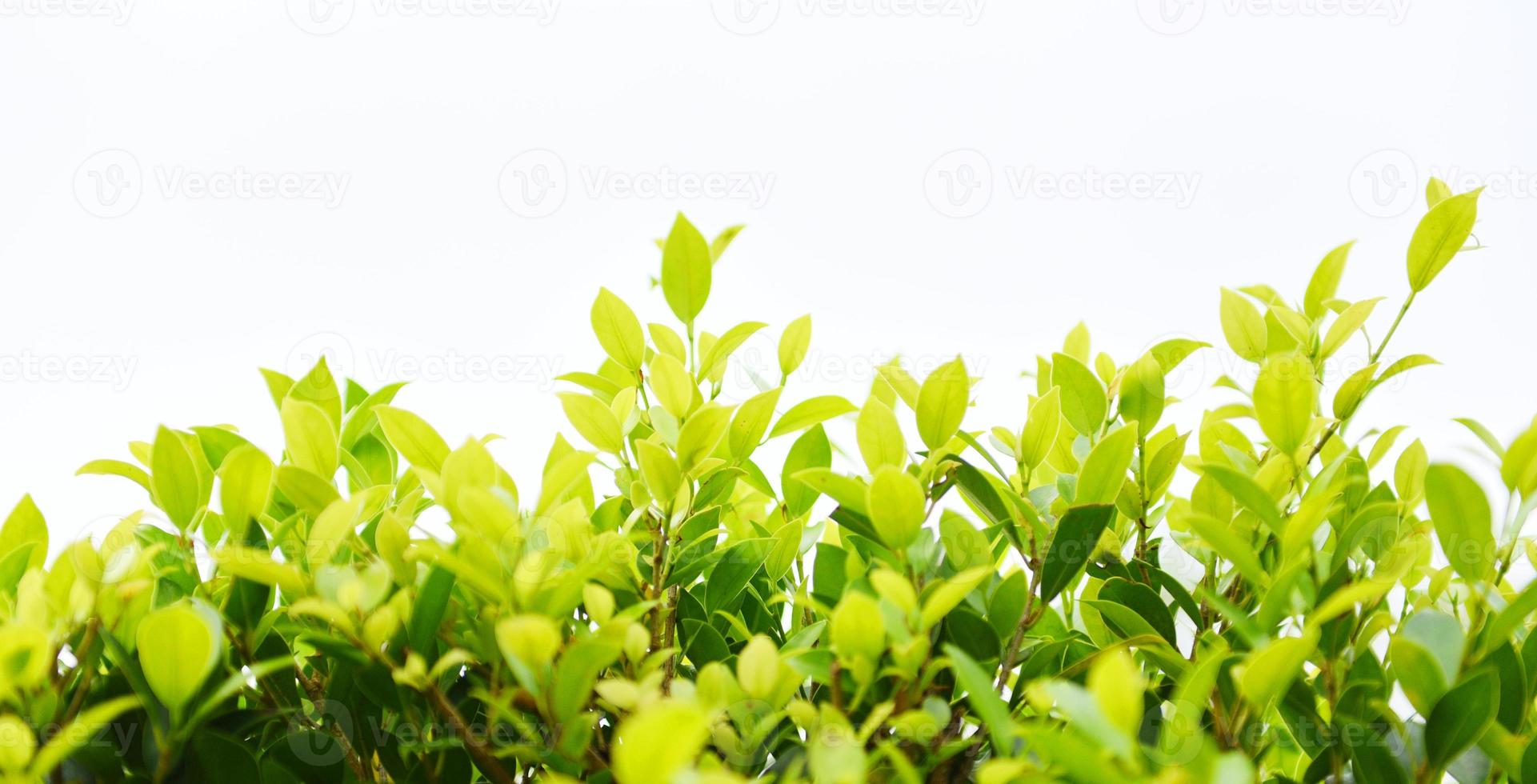 gröna växter landskap ekologi färsk tapetkoncept - närbild naturvy av grönt blad på suddig grönska i trädgård naturlig på vit bakgrund foto