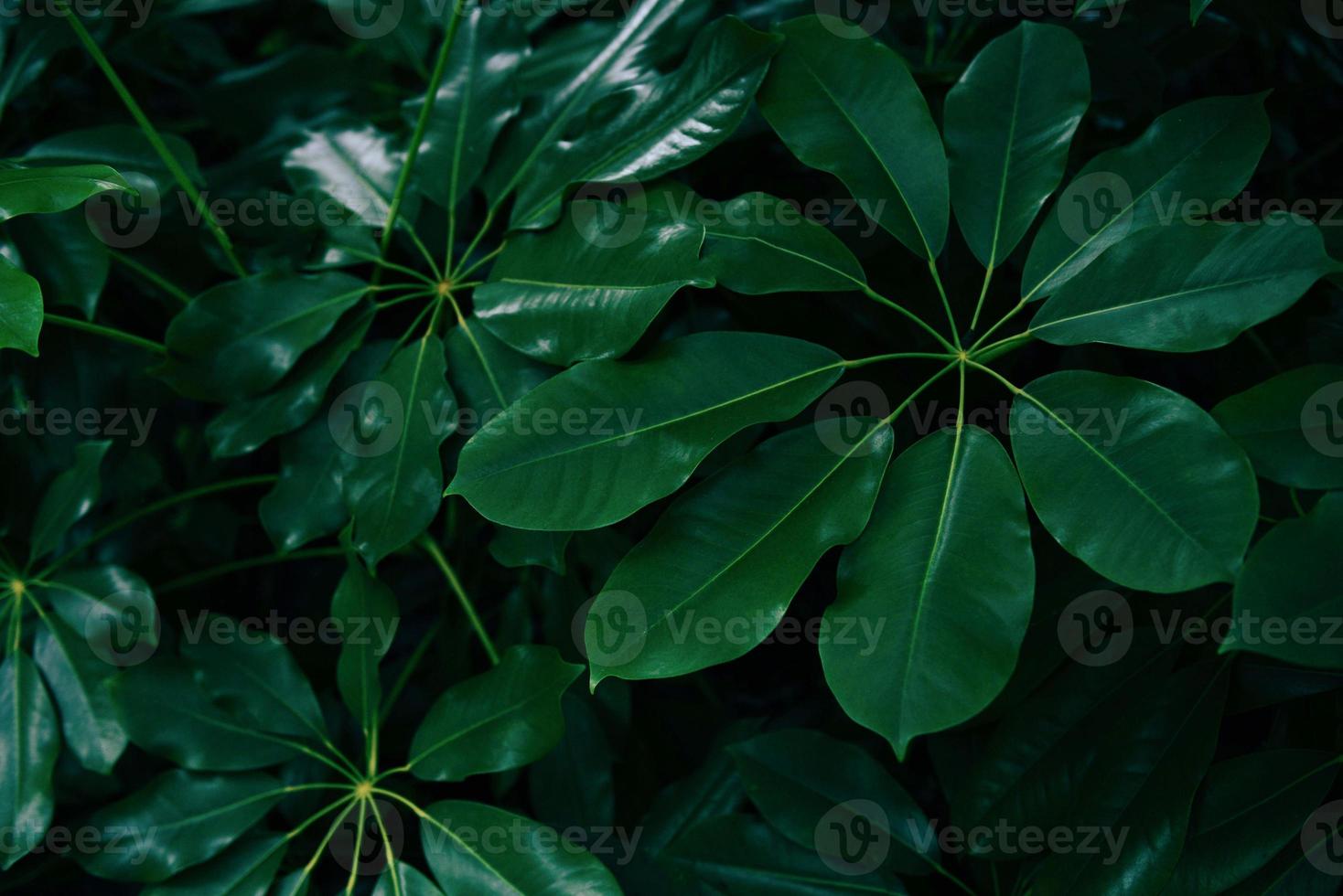 löv vackert i den tropiska skogen växtdjungeln - naturliga gröna löv mönster bakgrund mörk ton foto