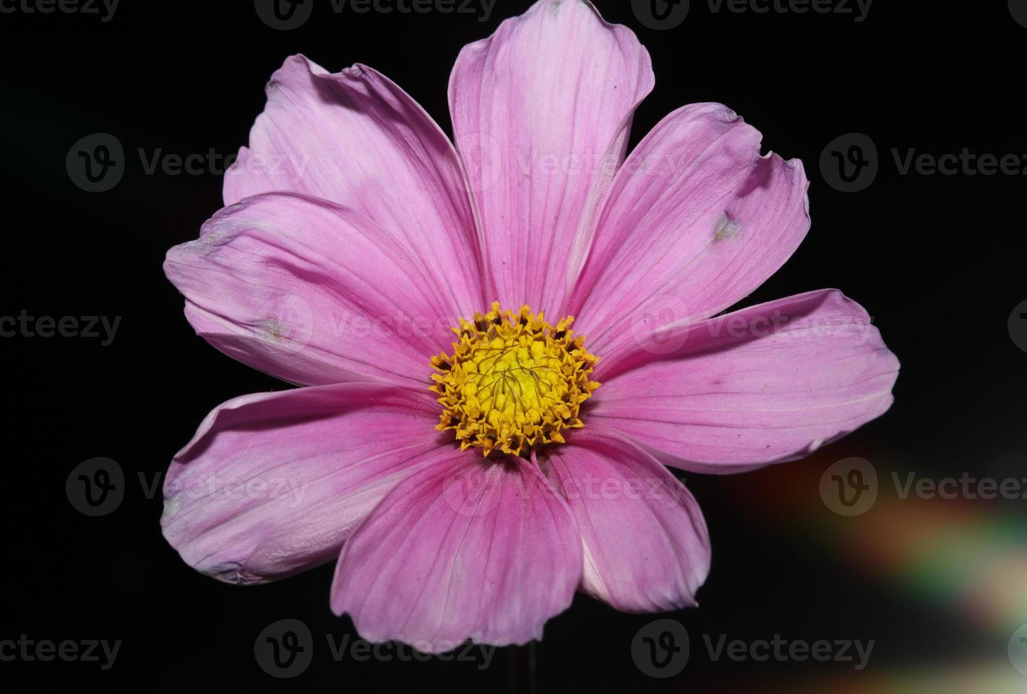 lila blomma blomma närbild botanisk bakgrund cosmos bipinnatus family compositae stor storlek högkvalitativa utskrifter foto