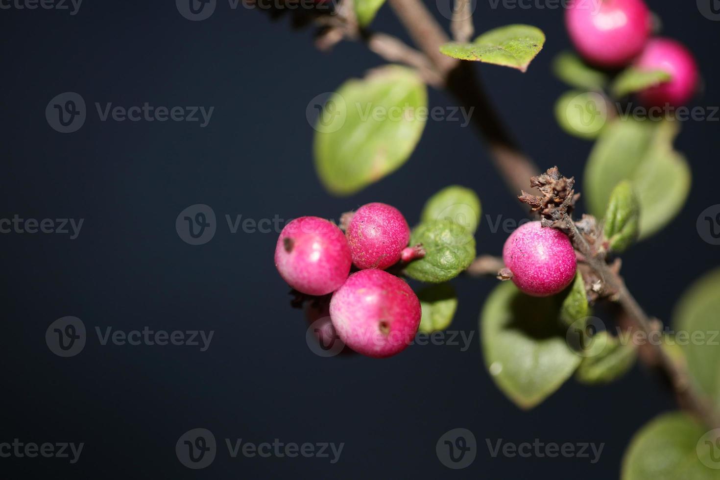 vild blomma frukt närbild botanisk bakgrund symphoricarpos orbiculatus familjen caprifoliaceae stor storlek högkvalitativt tryck foto