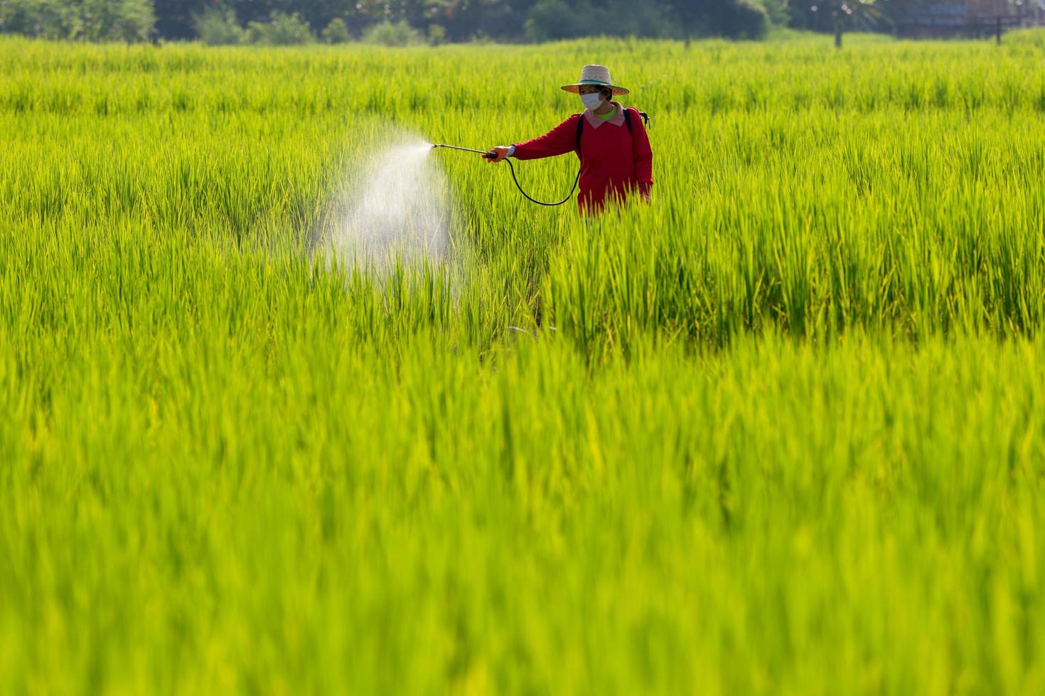 bonde att spraya herbicider eller kemiska gödningsmedel på fälten grönt ris foto