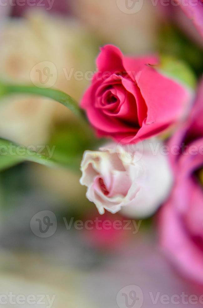 rosa och vita rosor bakgrund. retro filter foto