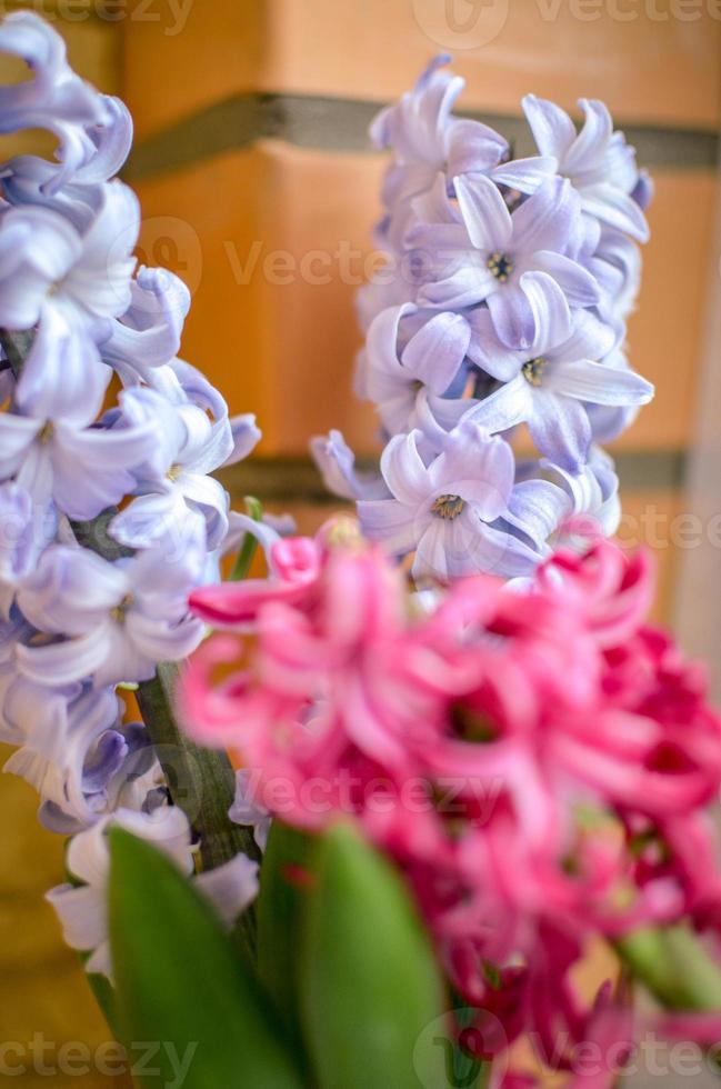 bukett med rosa och blå hyacint. selektiv fokusering. foto