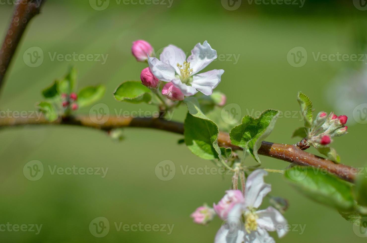 bild av äppelblomma närbild på en ljusgrön bakgrund foto