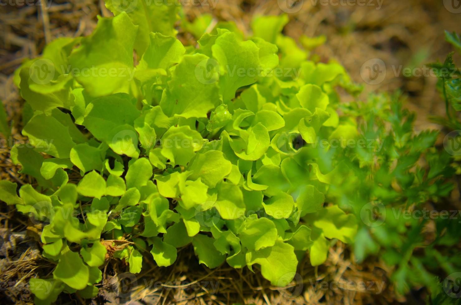 färsk grön lattuce sallad eller lactuca växer i en trädgård mark foto