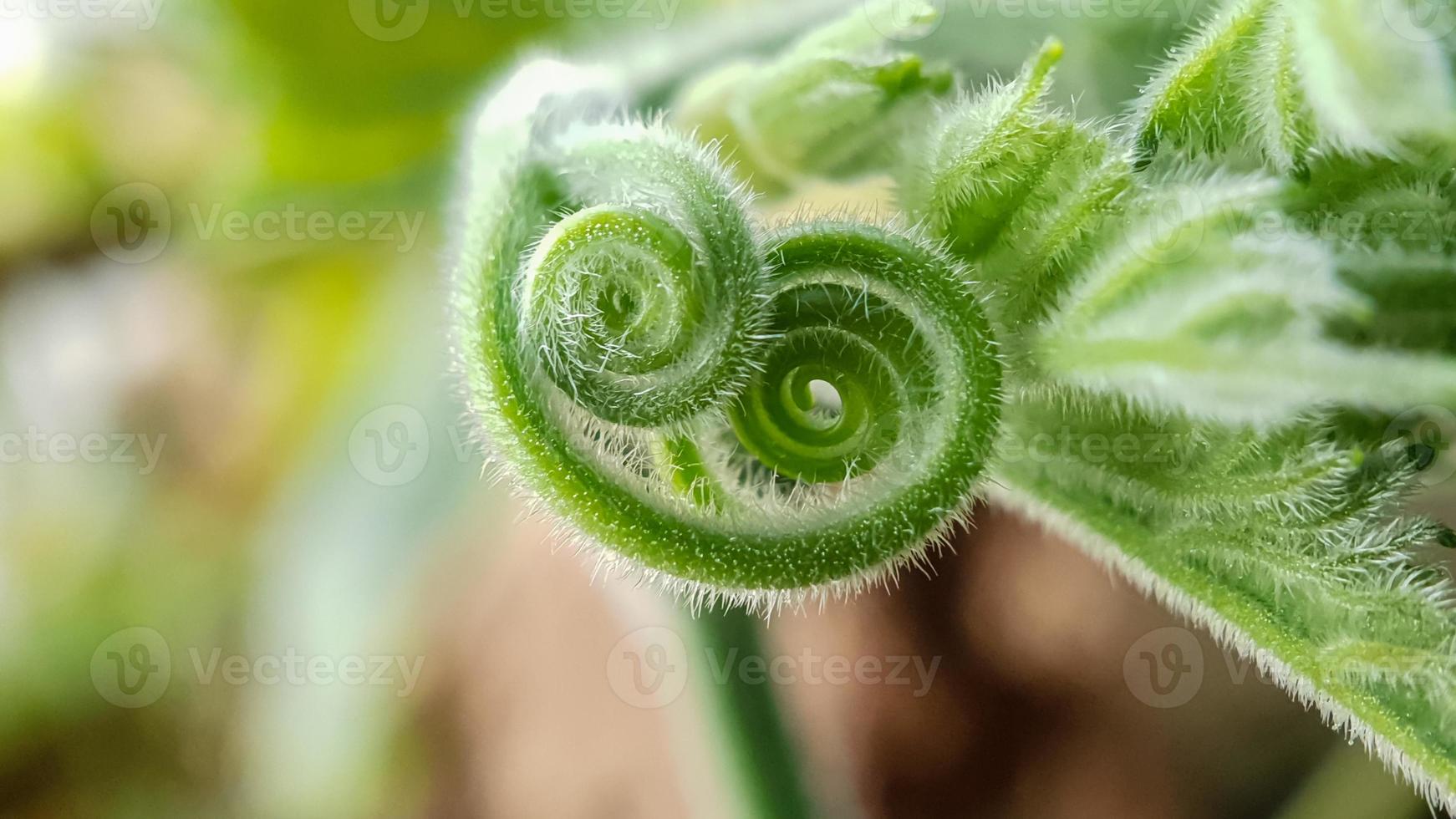 vackra detaljer av växtstam foto