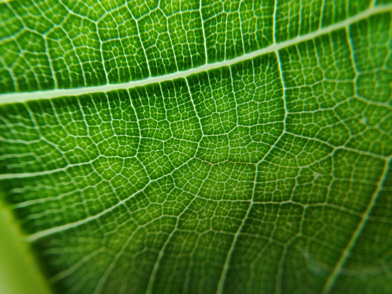 detaljbilden av ett grönsaksblad. makrobild för designeffekt. ven, mittrev och blad på nära håll. foto