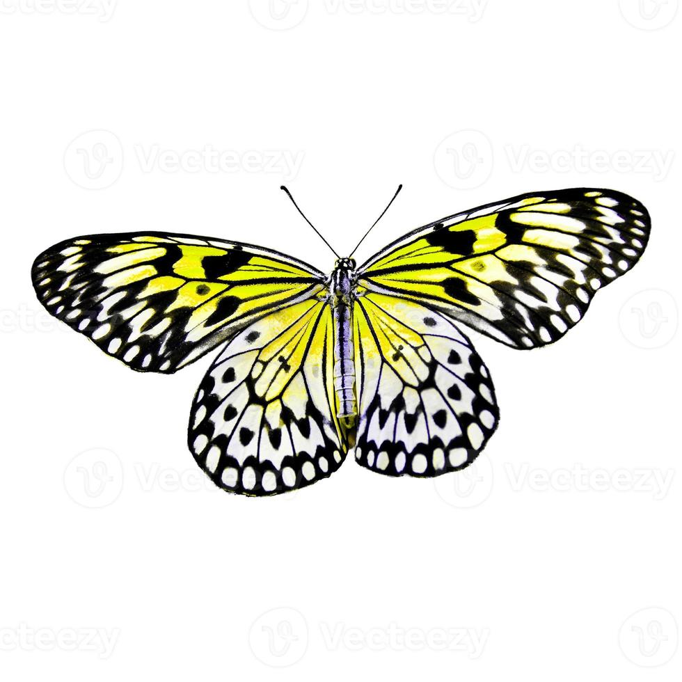 gul fjäril med stora vingar dam fjärilsvinge sveper över på vitt. foto