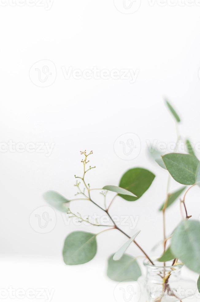 gröna blad vit krans ram gjorde färsk timjan krydda isolerad på vitt. foto