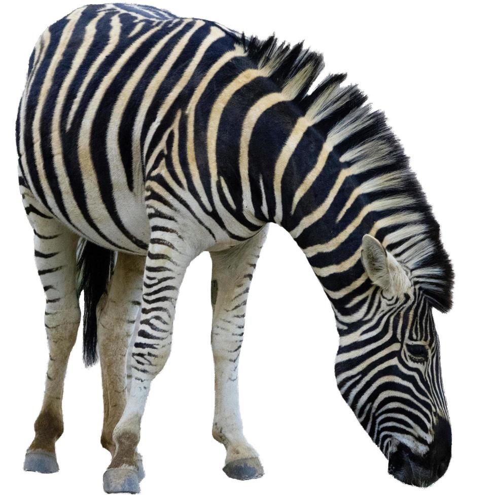 vilda zebra djur zoo safari hängande sina tassar över tillsammans på vitt foto