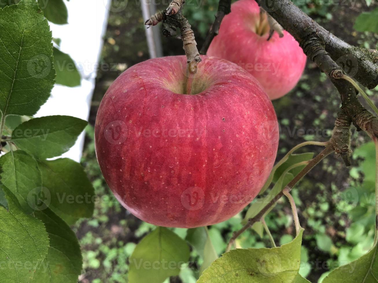 två röda äpplen hängde från trädet foto