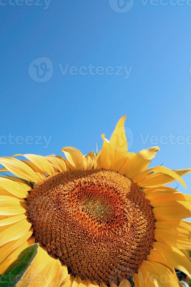 gula solros sommarblommor och gröna blad tropiska mönster på blå himmel. foto