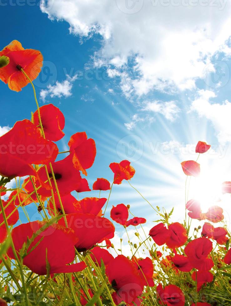 ljusröd blomma sommarblommor och gröna blad tropiska mönster på blå himmel. foto