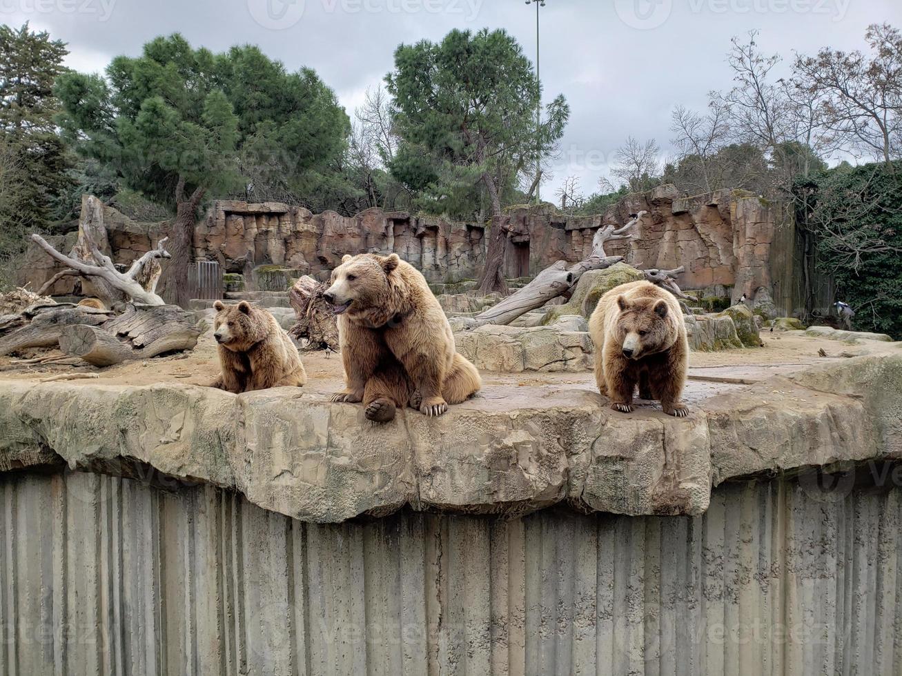 en flock brunbjörnar sitter på en sten foto