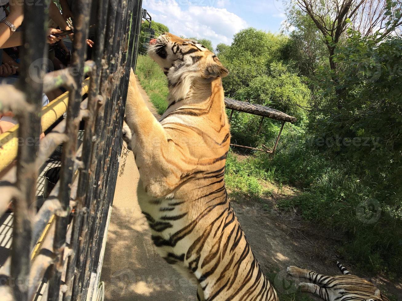 en tiger klättrar på staketet för att se besökare inne i djurparken foto