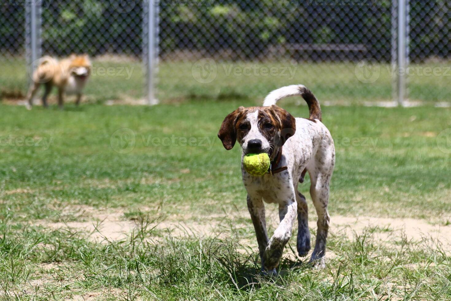 en hund spelar boll i en öppen gård med en oskärpa bakgrund foto