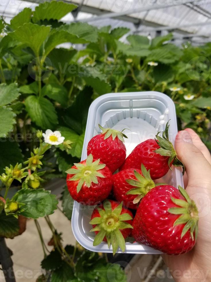 röda jordgubbar i en plastbehållare foto