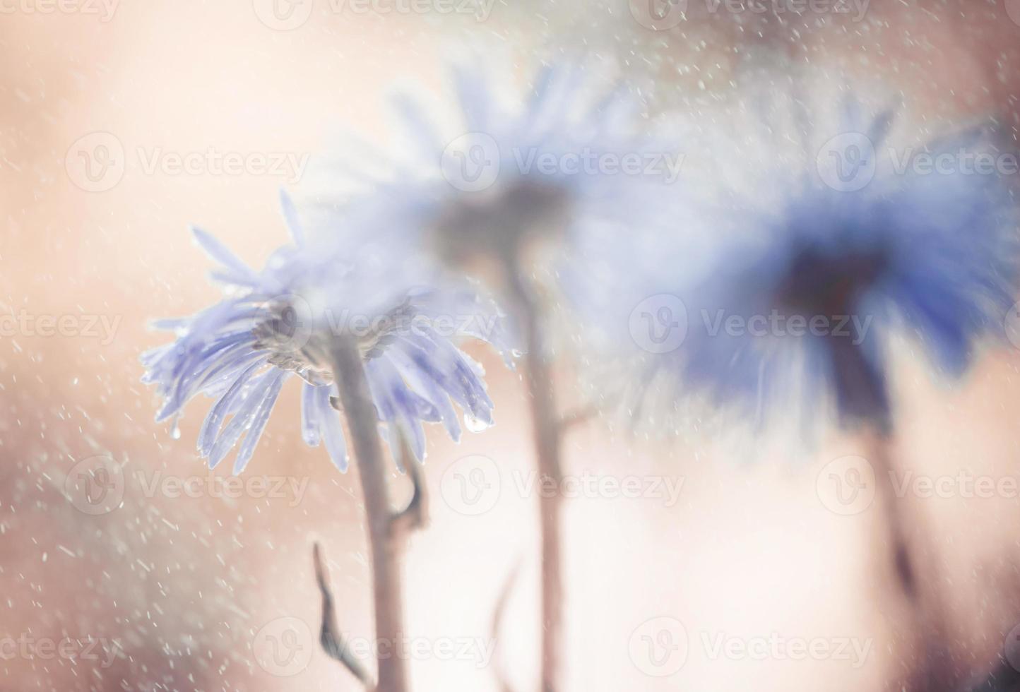 regnig tropisk ljus vit blomma naturlig med exotiska blad på trädmarksnatur. foto