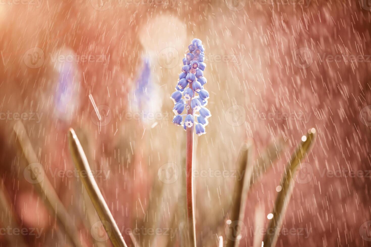 regnig tropisk lila blomma naturlig med exotiska löv på trädmarksnatur. foto