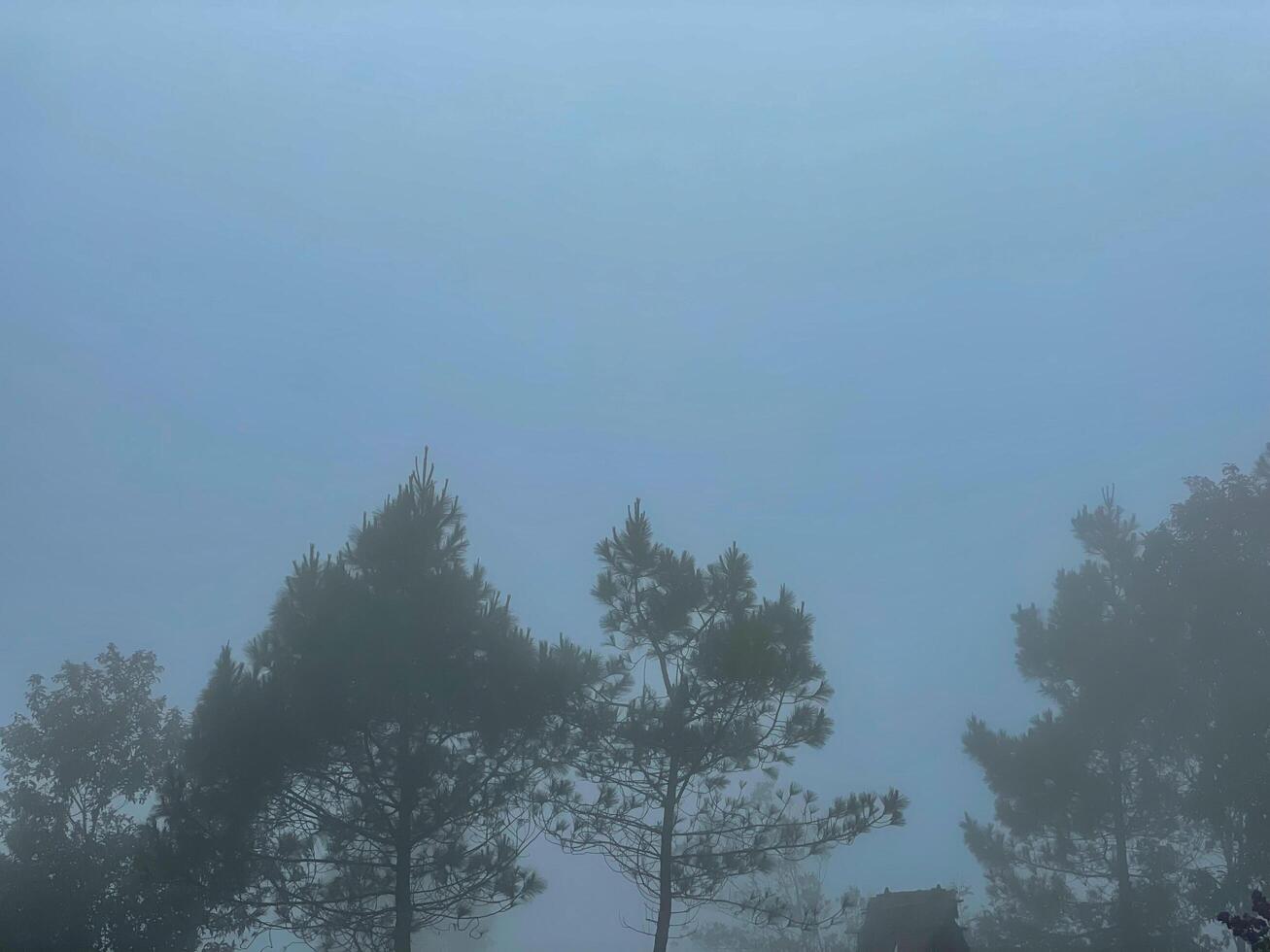 dimmigt skogslandskapsvy. morgonnyansen i skogen fryser men ser fridfull ut. den trevliga platsen att fly. foto