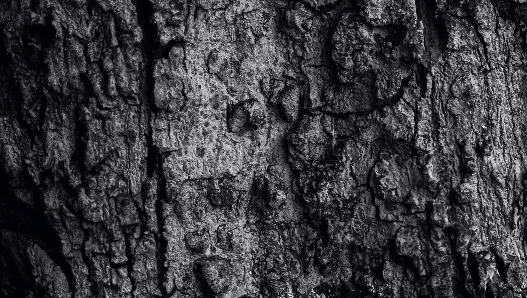 barkens struktur med ett slitshål, trädstammens yta i mörk färg. skogsbrukets naturliga struktur foto