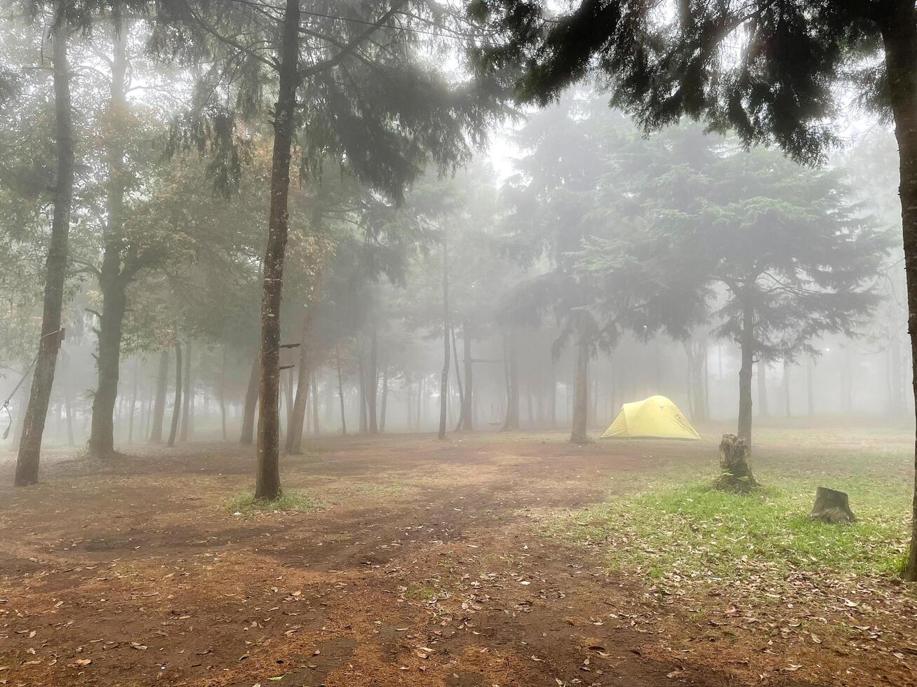 dimmigt skogslandskapsvy. morgonnyansen i skogen fryser men ser fridfull ut. den trevliga platsen att fly. foto