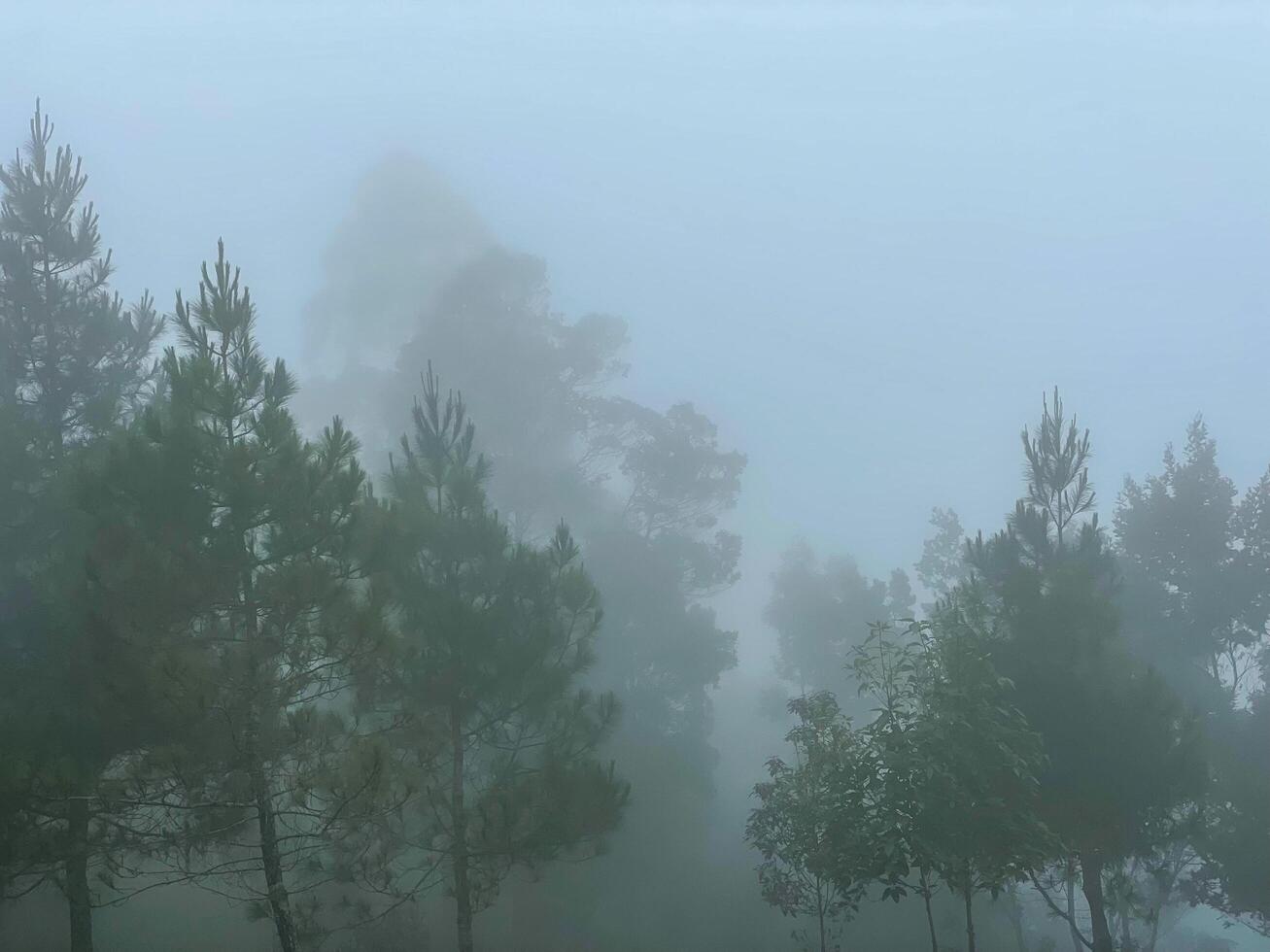 dimmigt skogslandskapsvy. morgonnyansen i skogen fryser men ser fridfull ut. den trevliga platsen att fly. foto