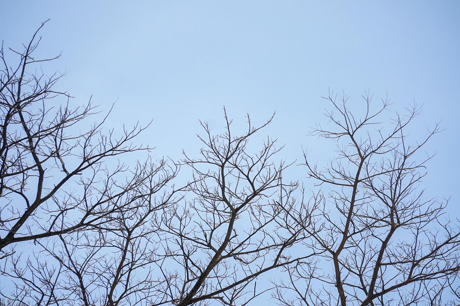 torrt träd med en blå himmel. det är som en död gren på vintern. vackra landskap av säsongen, det torra trädet. foto