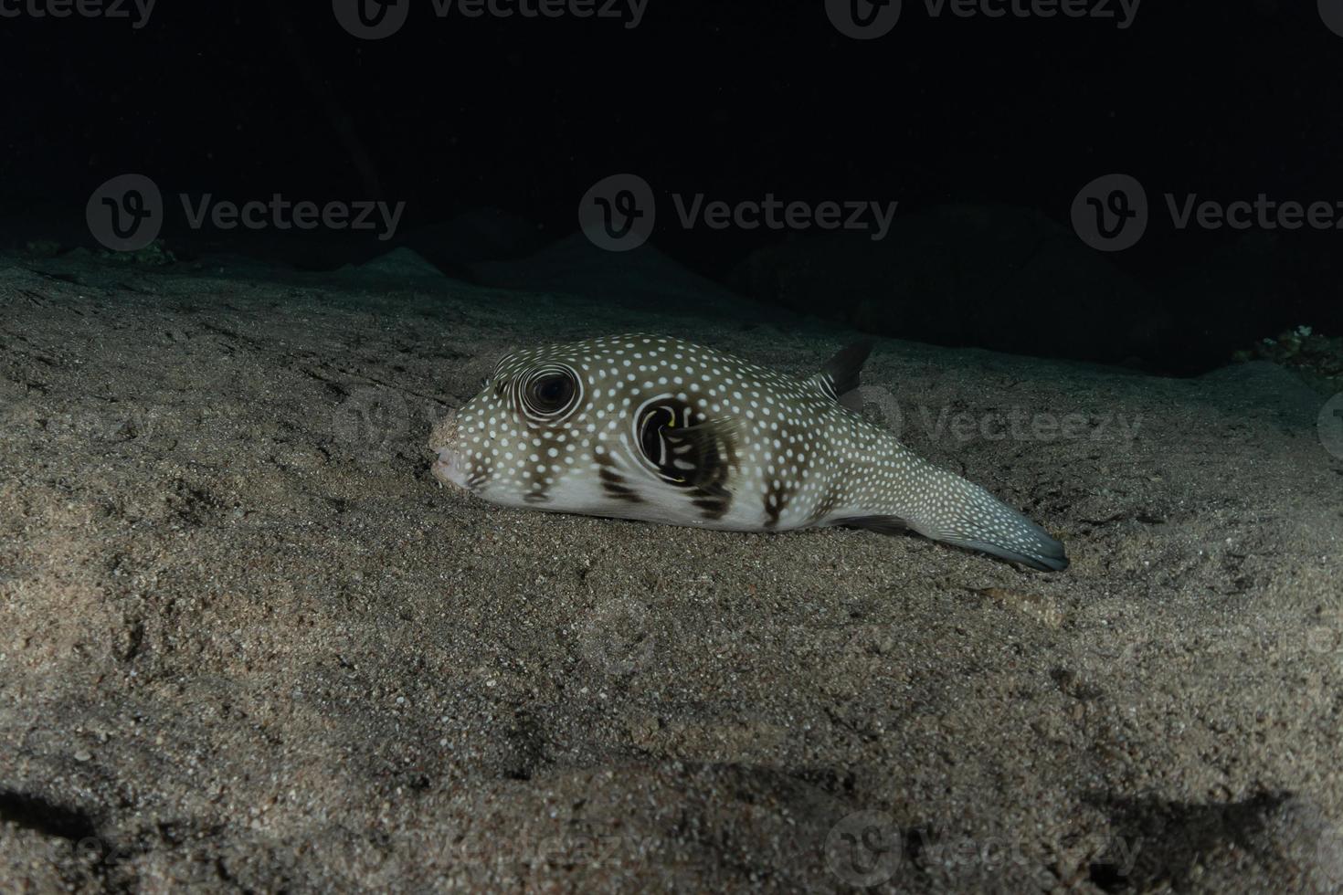 fiskar simmar i Röda havet, färgglada fiskar, Eilat Israel foto