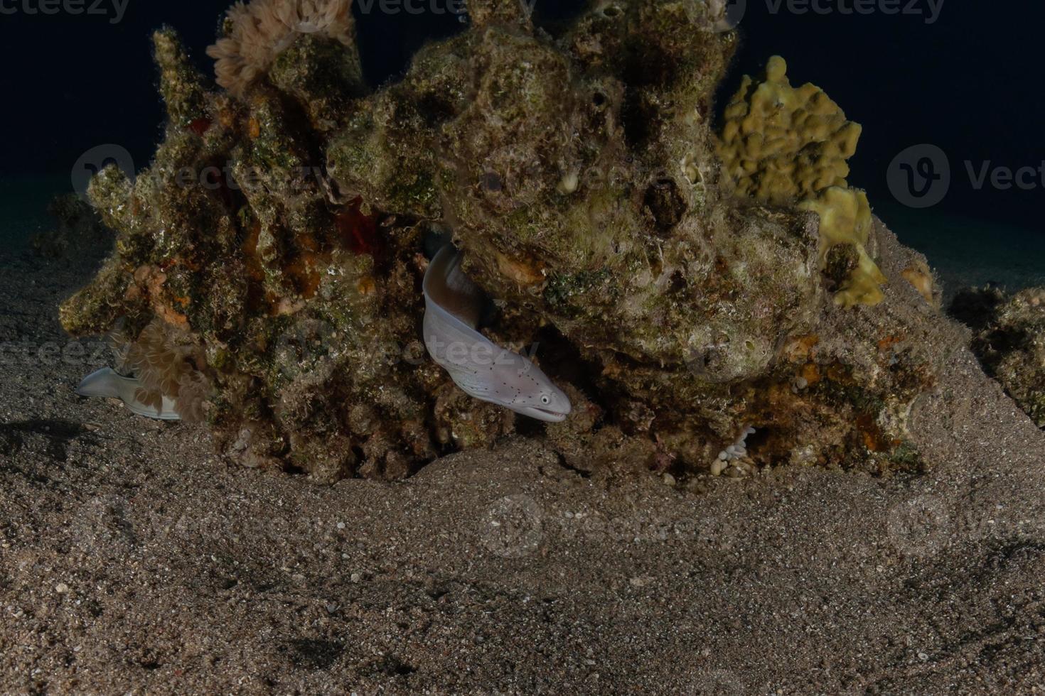 moray ål mooray lycodontis undulatus i Röda havet, eilat israel foto