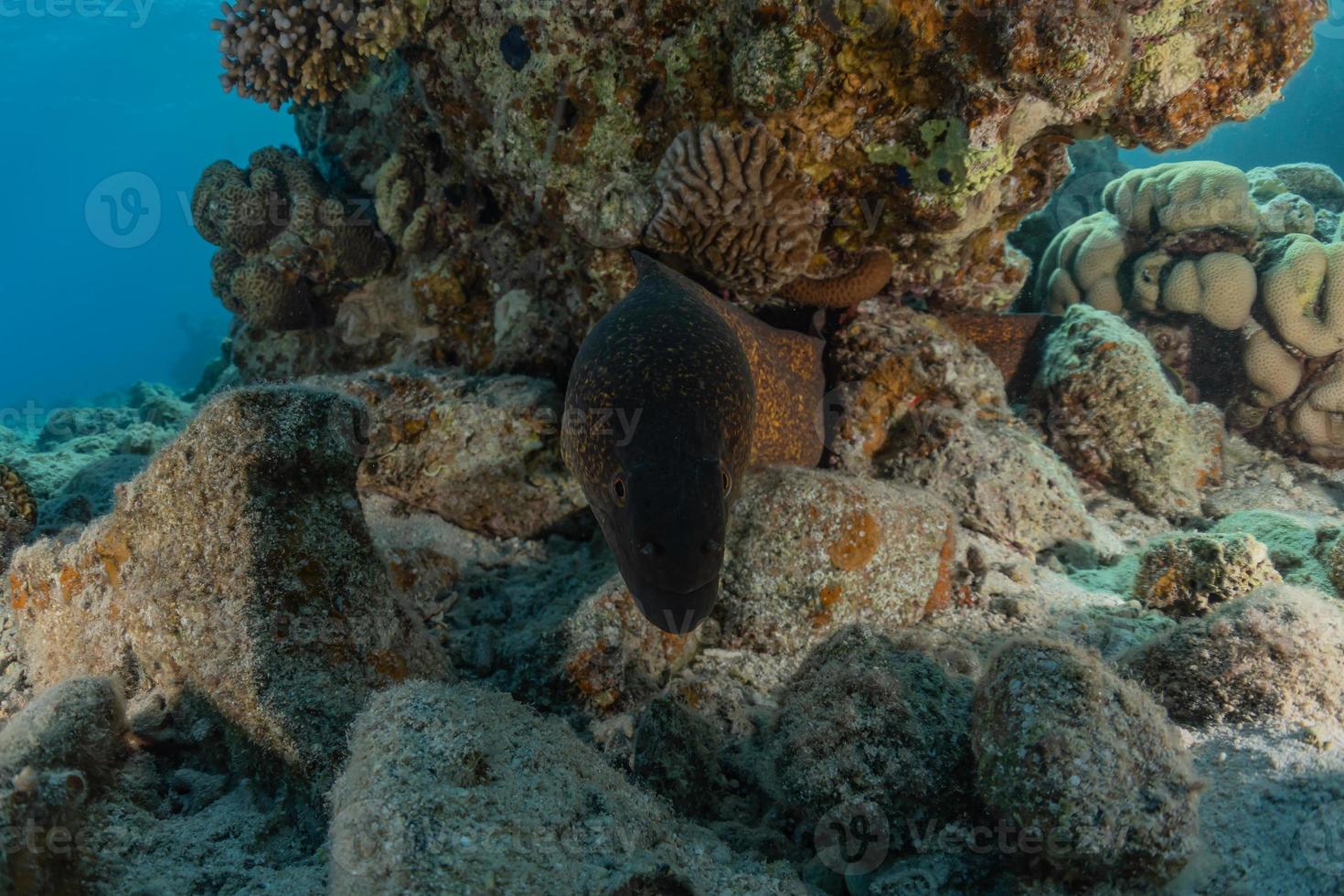 moray ål mooray lycodontis undulatus i Röda havet, eilat israel foto