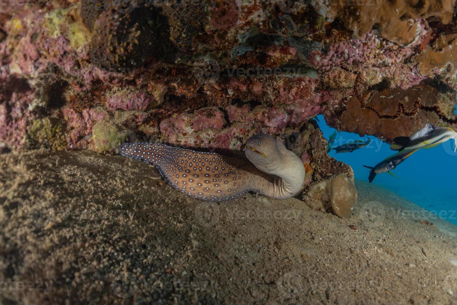 moray ål mooray lycodontis undulatus i Röda havet, eilat israel foto