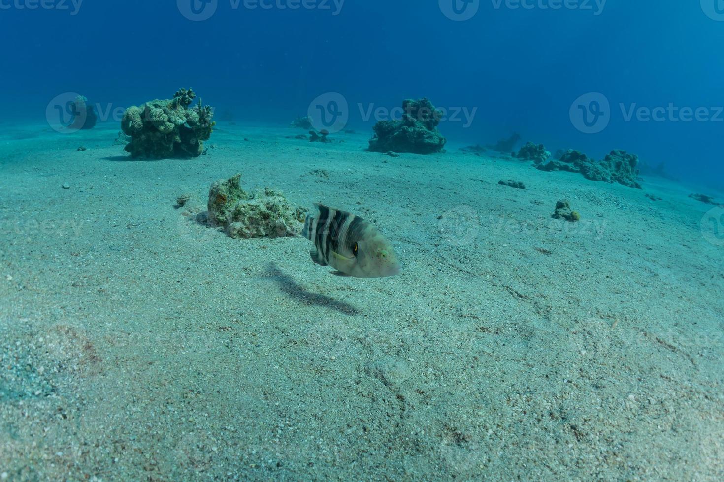 fiskar simmar i Röda havet, färgglada fiskar, Eilat Israel foto