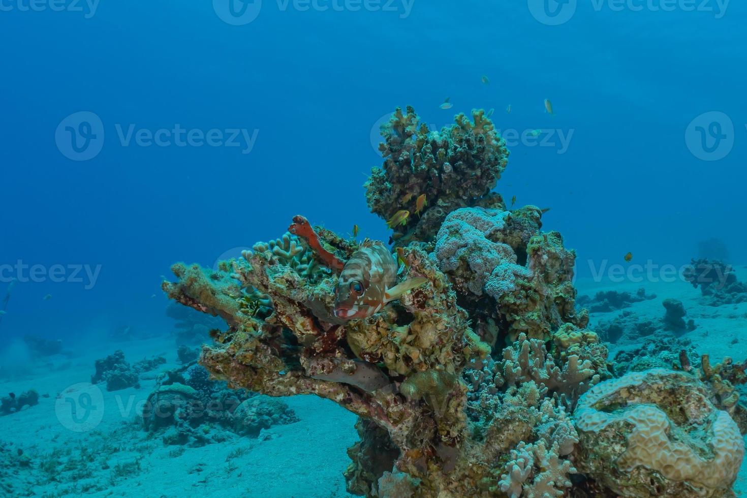 korallrev och vattenväxter i Röda havet, eilat israel foto