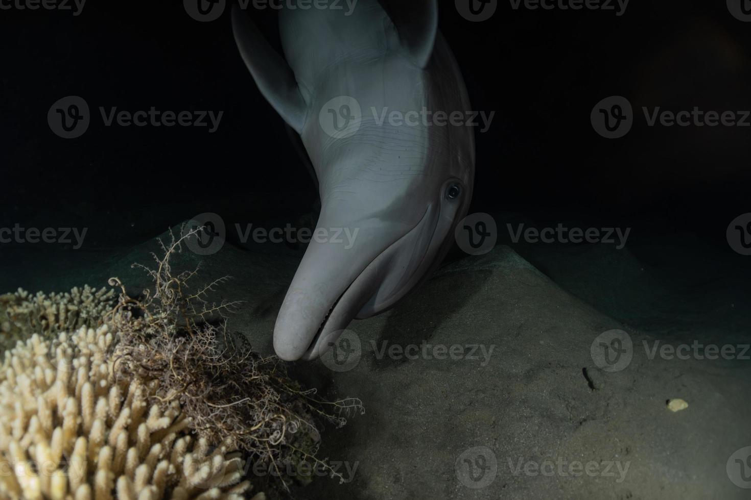 delfin som simmar i Röda havet, Eilat Israel foto